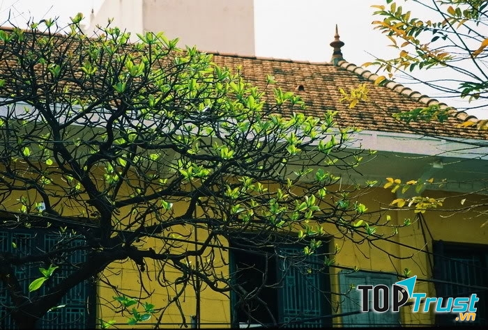 Cây bàng lẻ loi mùa đông là thế, nhưng khi mùa xuân tới, những búp non xanh bắt đầu hé chào nắng