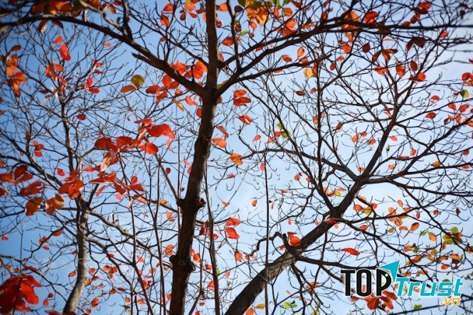 Khi mà những chiếc lá đỏ ối rụng gần hết, làn gió mùa heo hút thổi qua, chỉ còn vài chiếc lá đỏ còn lại trơ trọi và đơn độc