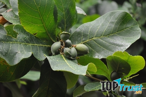 Những quả bàng non xanh nằm giữa những chiếc lá to, mát rượi