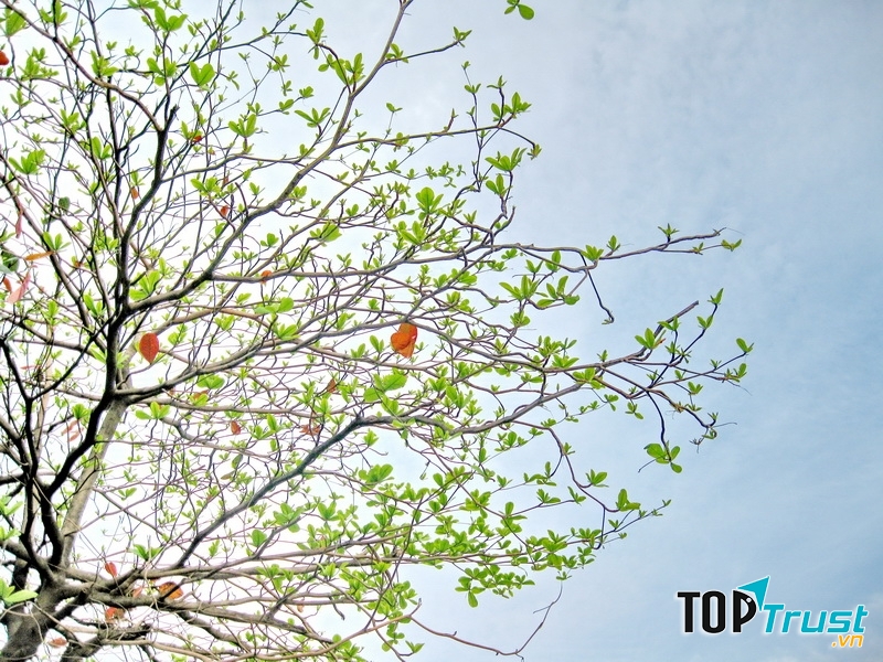 Mùa đông, cây trụi lá, cành khẳng khiu, nhưng bên trong những cành ấy có những lộc non đang giấu mình đợi ngày vươn lên