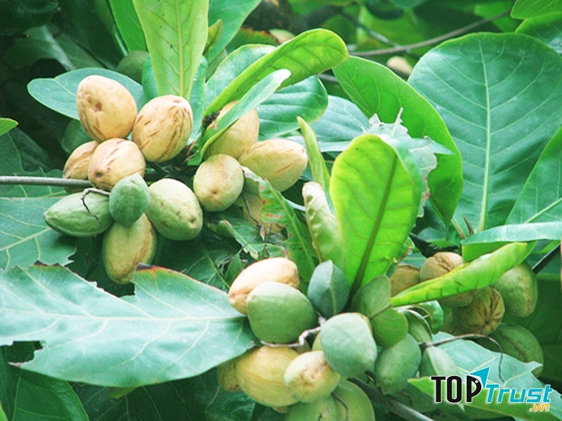 Quả bàng chín ăn vừa béo vừa bùi.