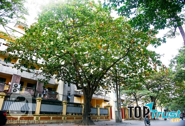 Cây xòe rộng tán, đung đưa lá cành vẫy gọi chim chóc trở về tụ họp hót ríu ran