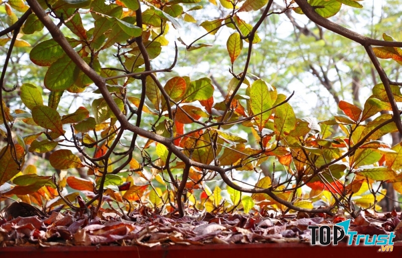 Lá bàng từ màu vàng nhạt, sậm dần rồi chuyển sang nhuộm màu đỏ sẫm