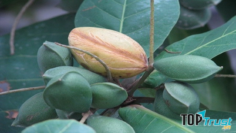Đầu hè, quả bàng chín màu mật ong.