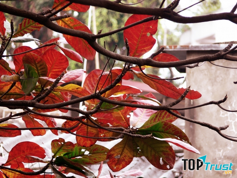 Lá bàng chuyển mùa với sắc đỏ rớt xuống giữa mùa đông