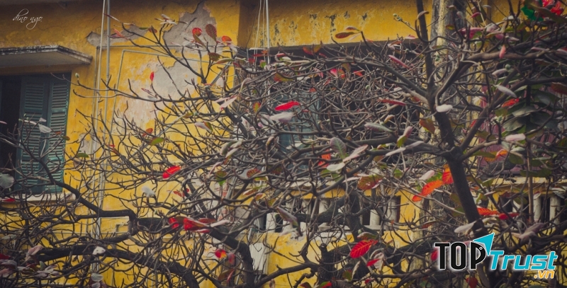 Cây bàng mùa đông