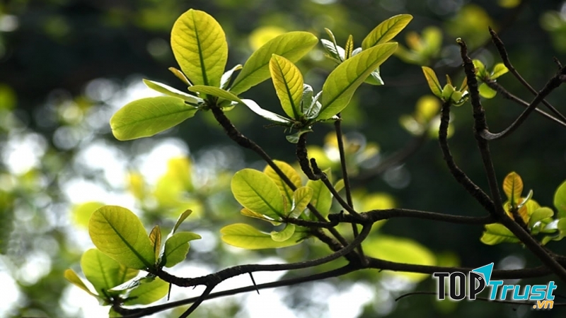 Những chồi non đang nhú lên từ gốc cây xù xì cằn cỗi. Một sự sống mới lại bắt đầu hồi sinh!