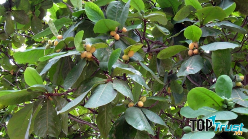 Quả bàng chín vàng ẩn mình trong kẽ lá