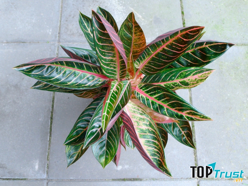 Cây Bao Thanh Niên