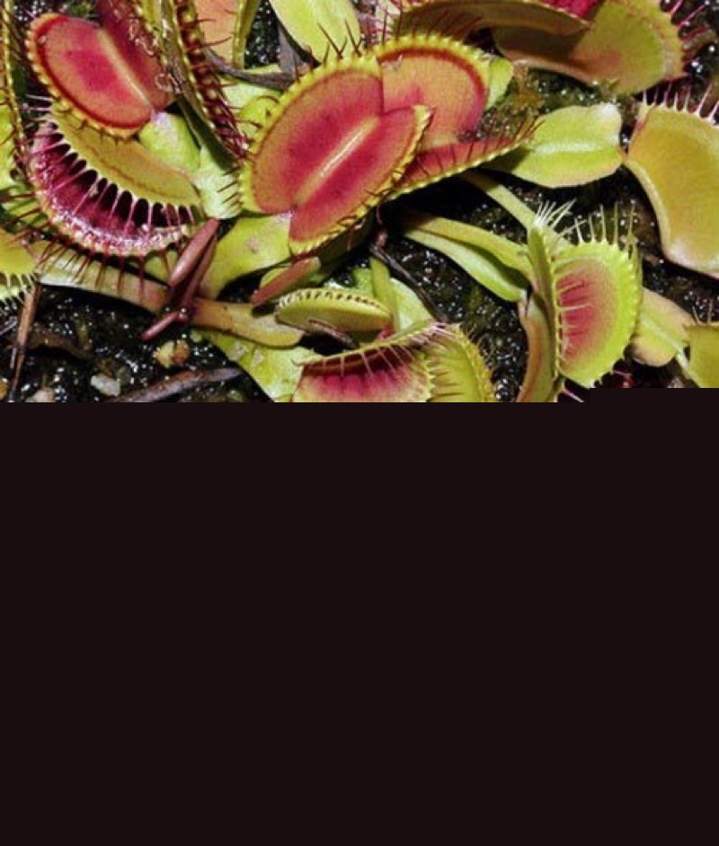 Cây Venus flytrap