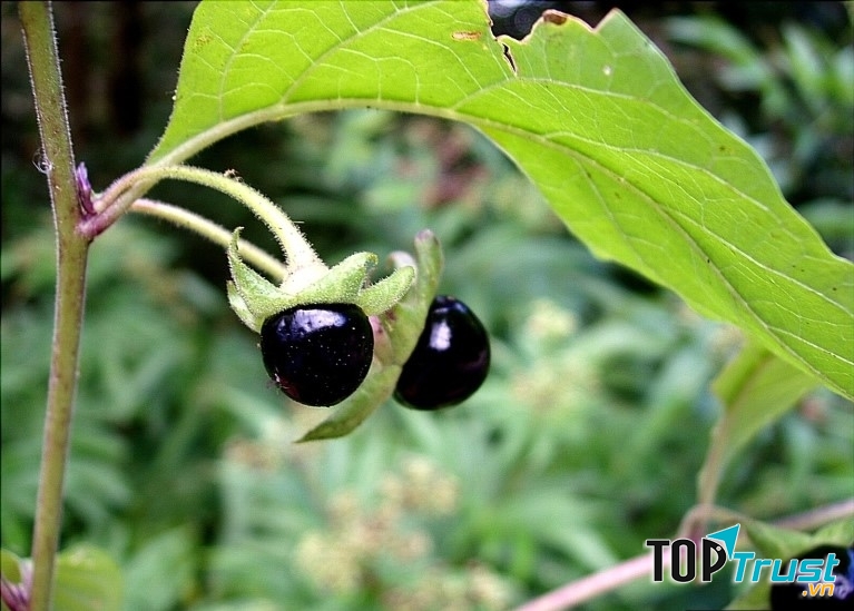 Cây cà dược (Belladonna)
