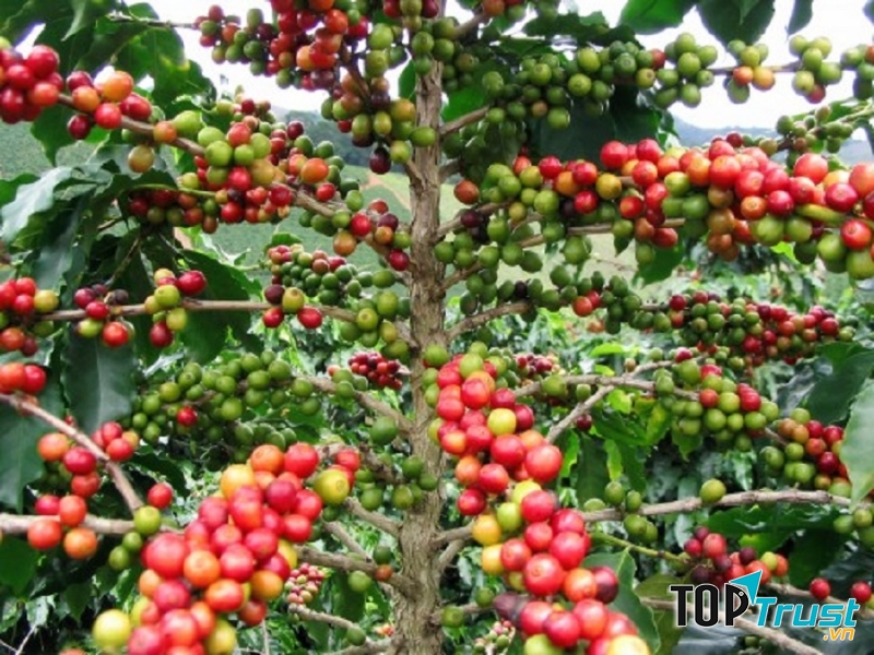 Cây cà phê có khả năng hút ẩm hiệu quả