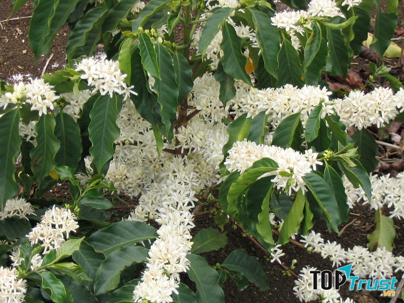 Cây cà phê đang kỳ ra hoa