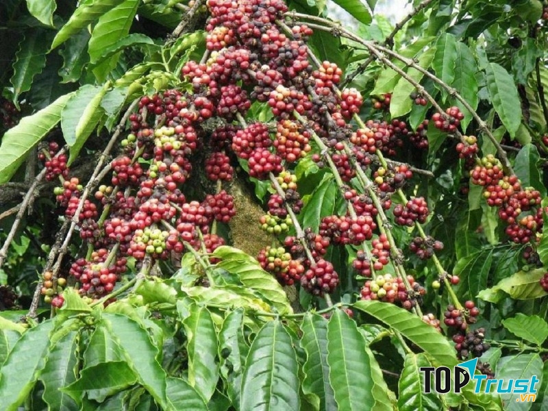 Cây cà phê cho quả chín