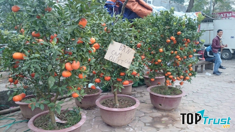 Cam cảnh