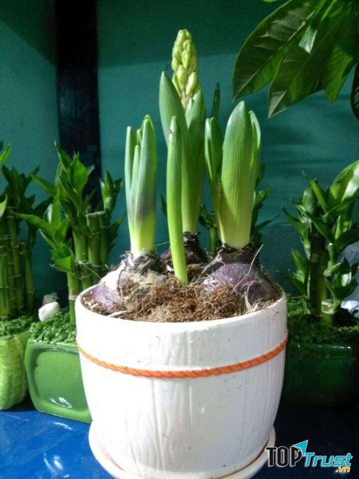 Cây cảnh An Nguyên