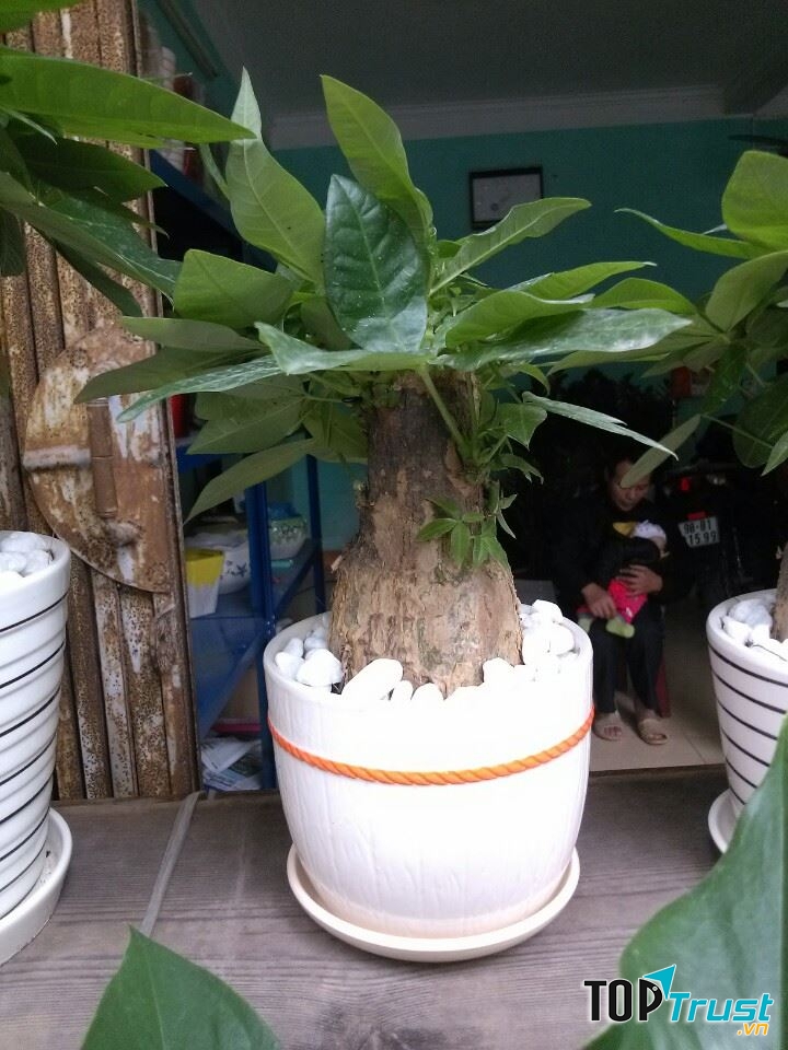 Cây kim ngân size nhỏ tại Cây cảnh An Nguyên