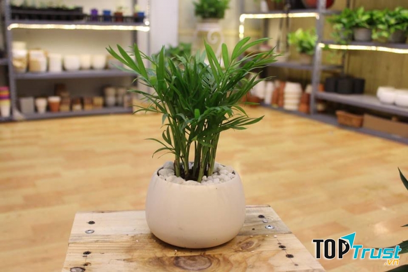 Ảnh minh họa (Nguồn Internet)