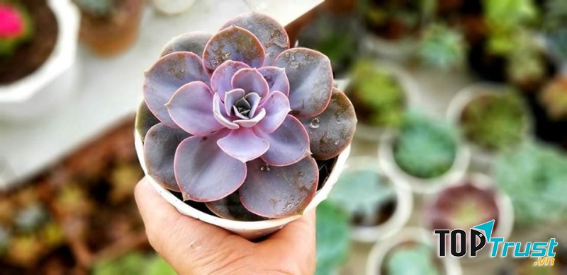 Cây Cảnh Hiện Đại Rẻ Đẹp QvaTree