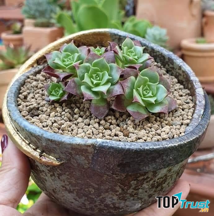 Cây Cảnh Hiện Đại Rẻ Đẹp QvaTree