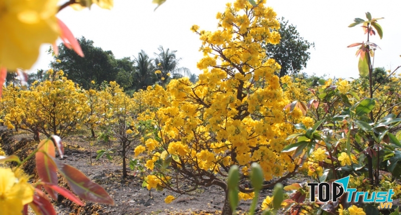Cây cảnh Hoa Điệp