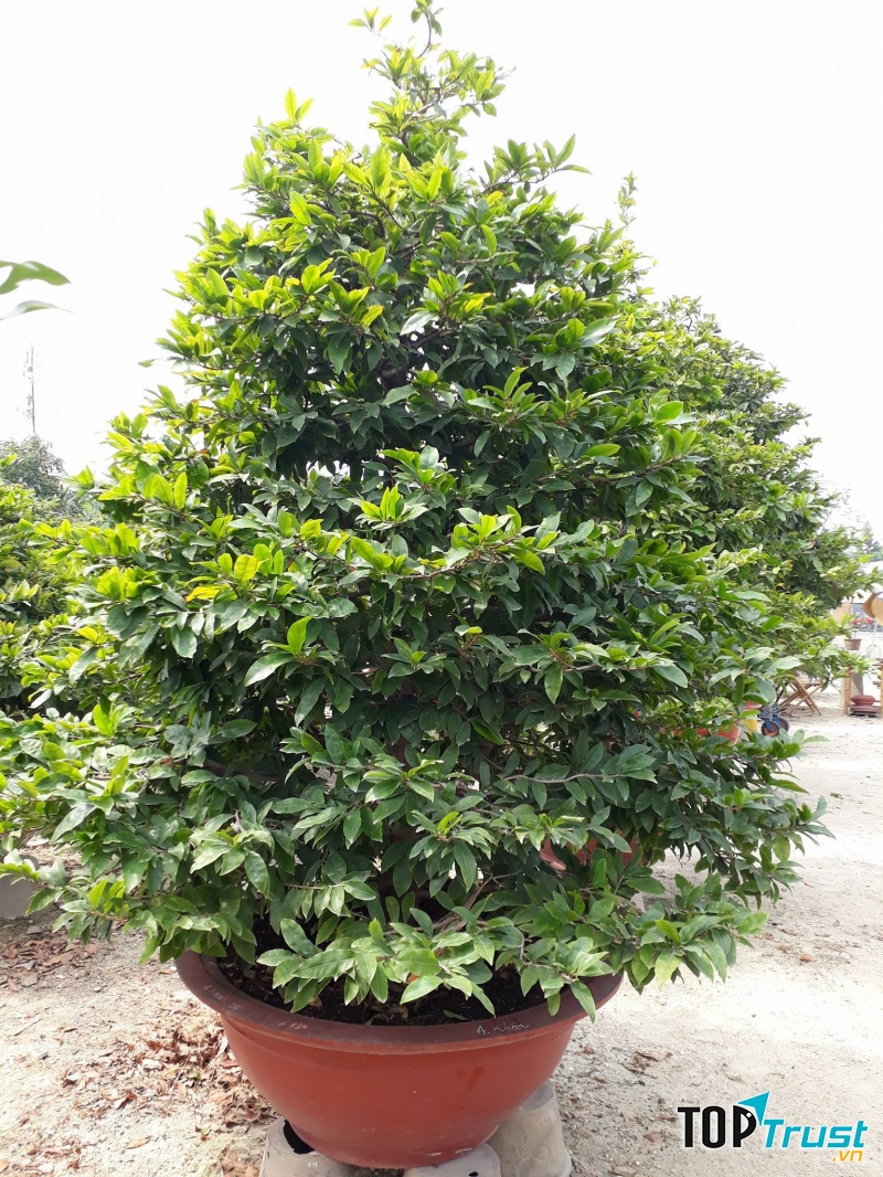 Cây cảnh Hoa Điệp