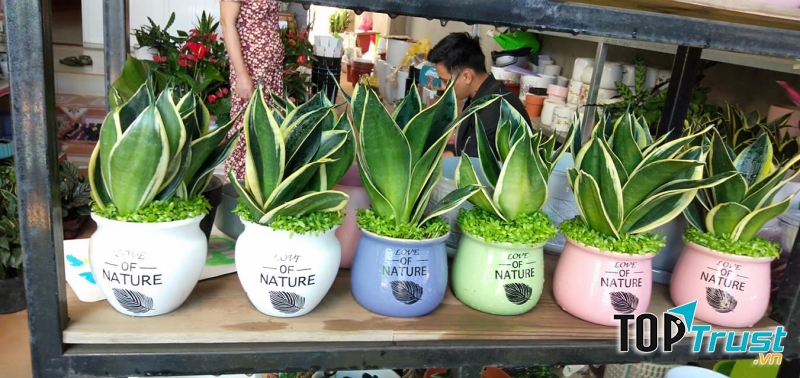 Cây cảnh Hoàng Quyên