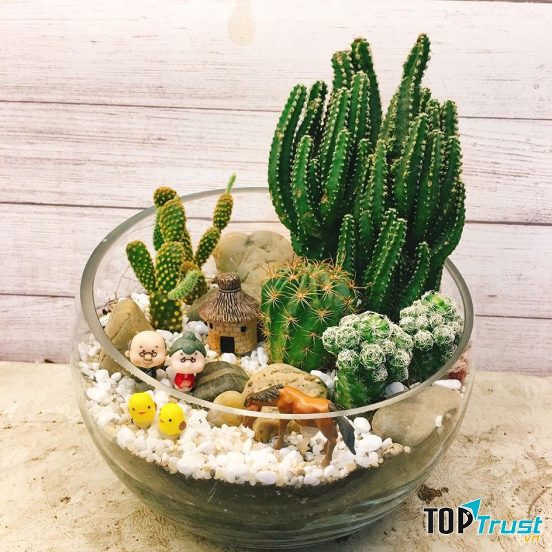 Cây Cảnh Mini