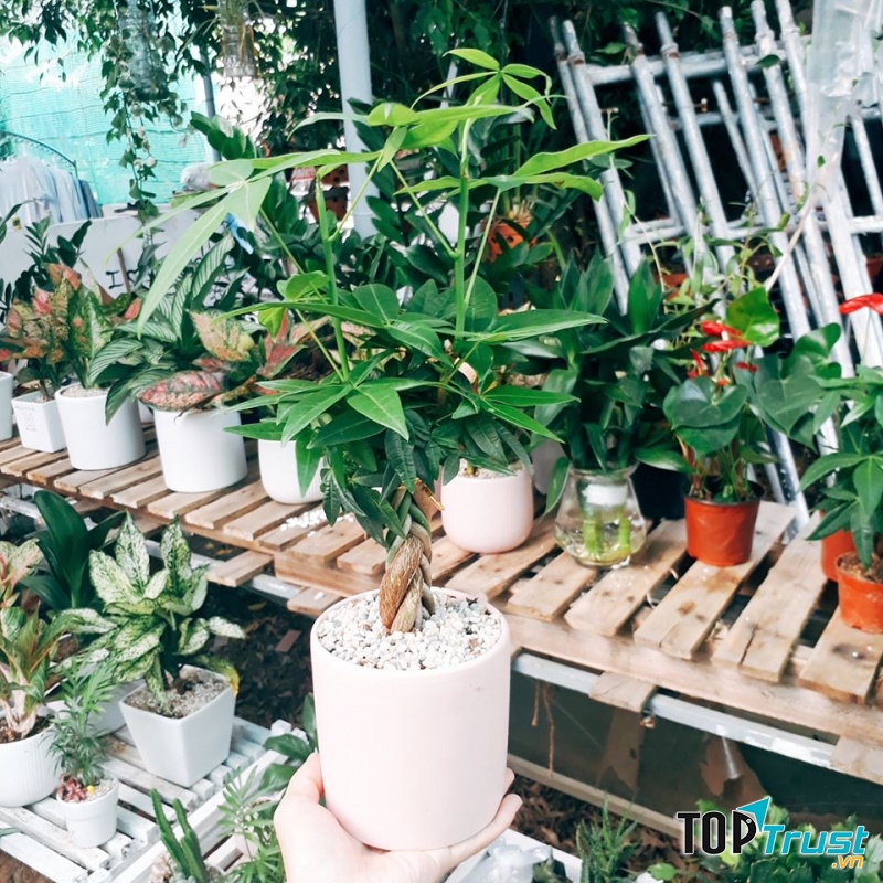 Cây cảnh mini 68