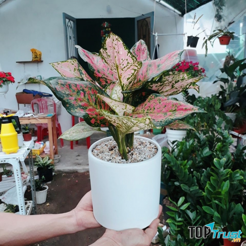 Cây cảnh mini 68