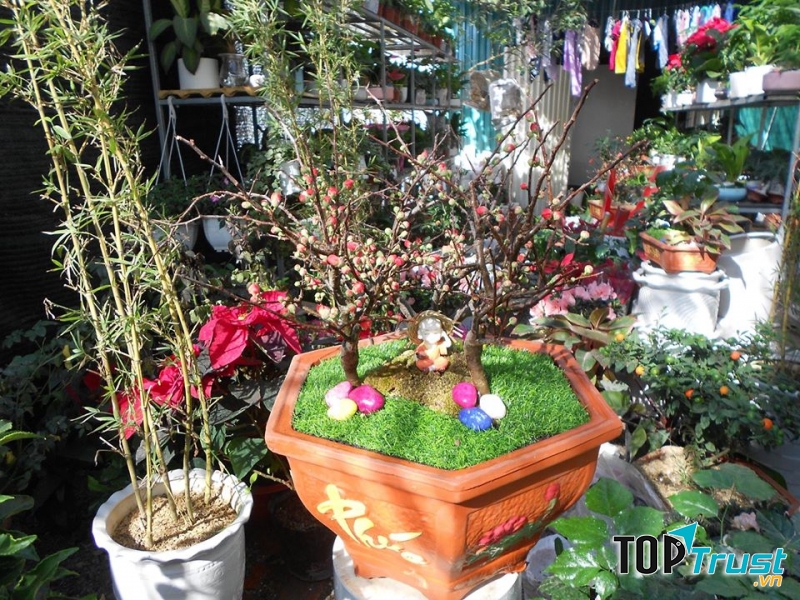 Cây Cảnh Mini Bình Minh