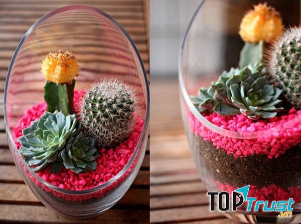 Cả thế giới bổng chốc thu bé lại vừa bằng một chậu cây