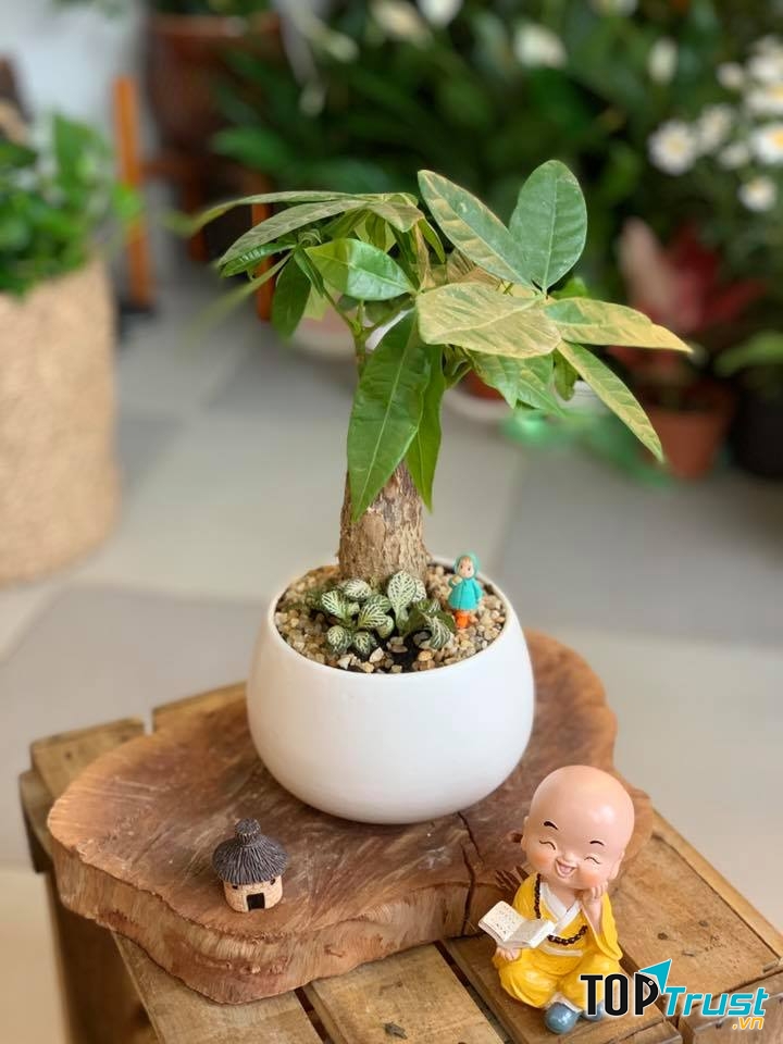 Cây cảnh mini Hoa trong Lá