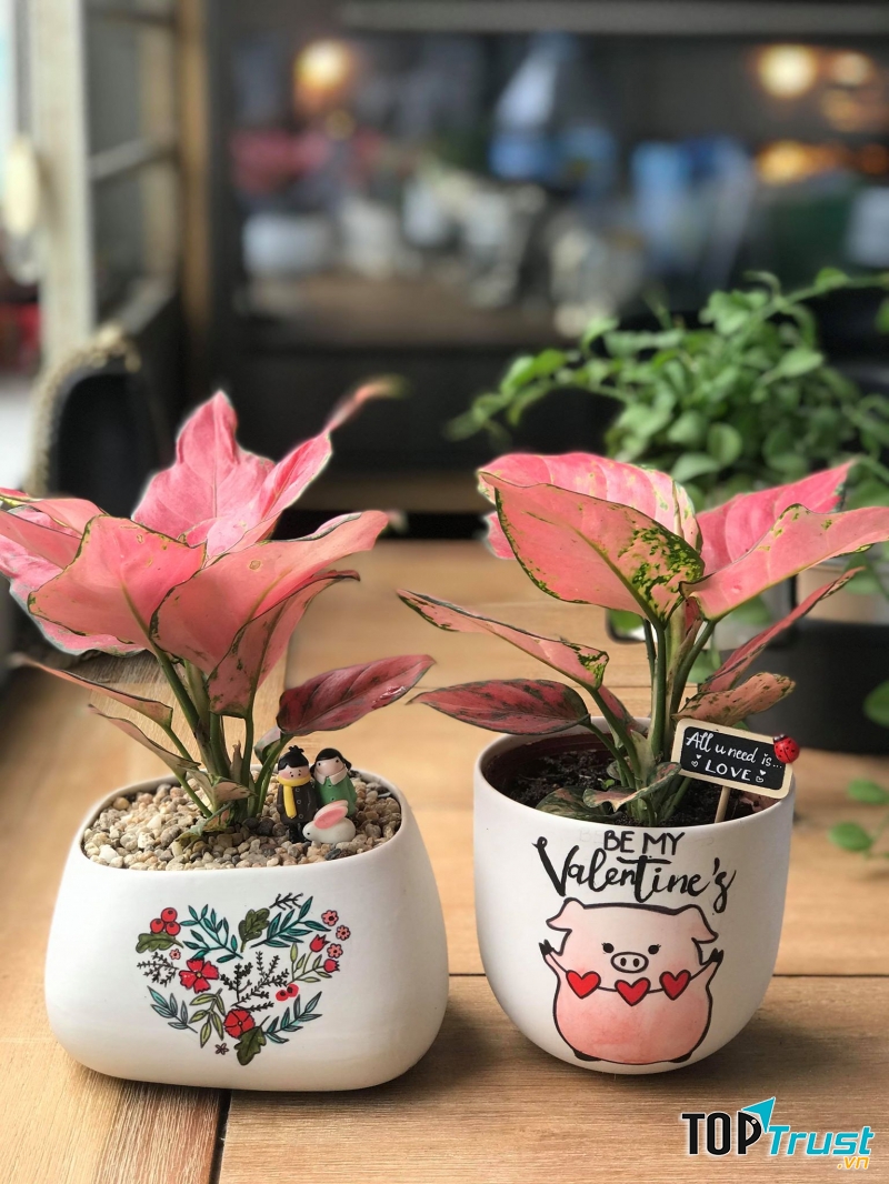 Cây cảnh mini Hoa trong Lá