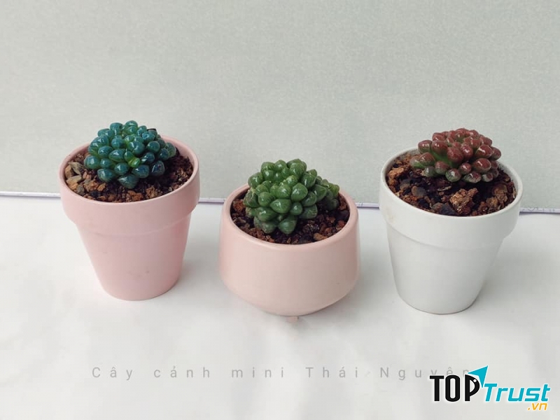 Cây cảnh mini Thái Nguyên