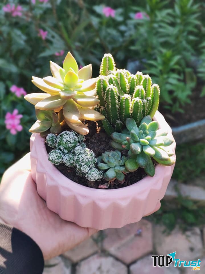Cây cảnh mini Thái Nguyên