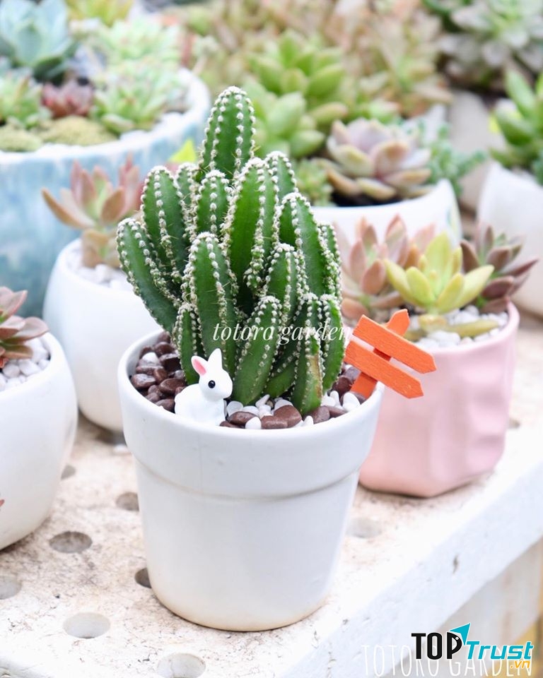 Cây cảnh mini - Totoro Garden