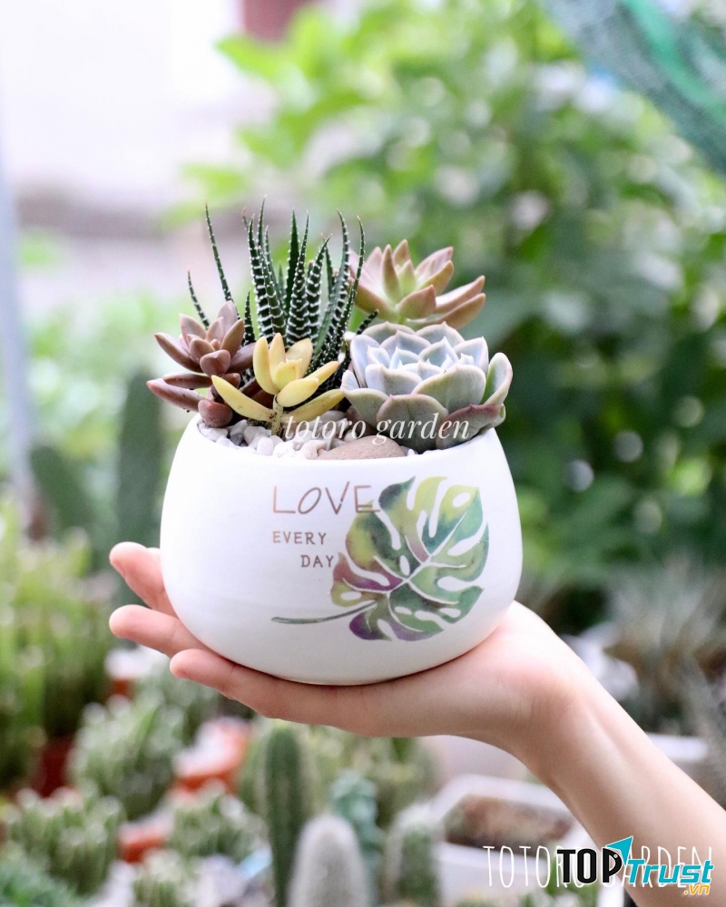 Cây cảnh mini - Totoro Garden