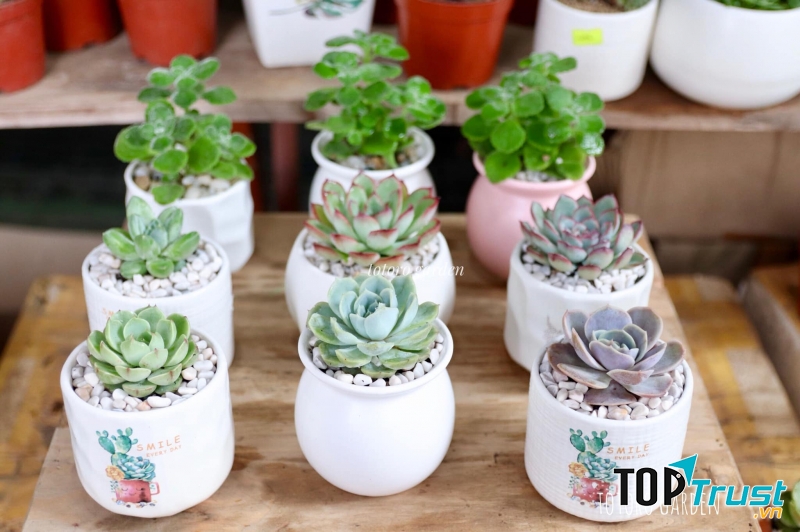 Cây cảnh mini - Totoro Garden