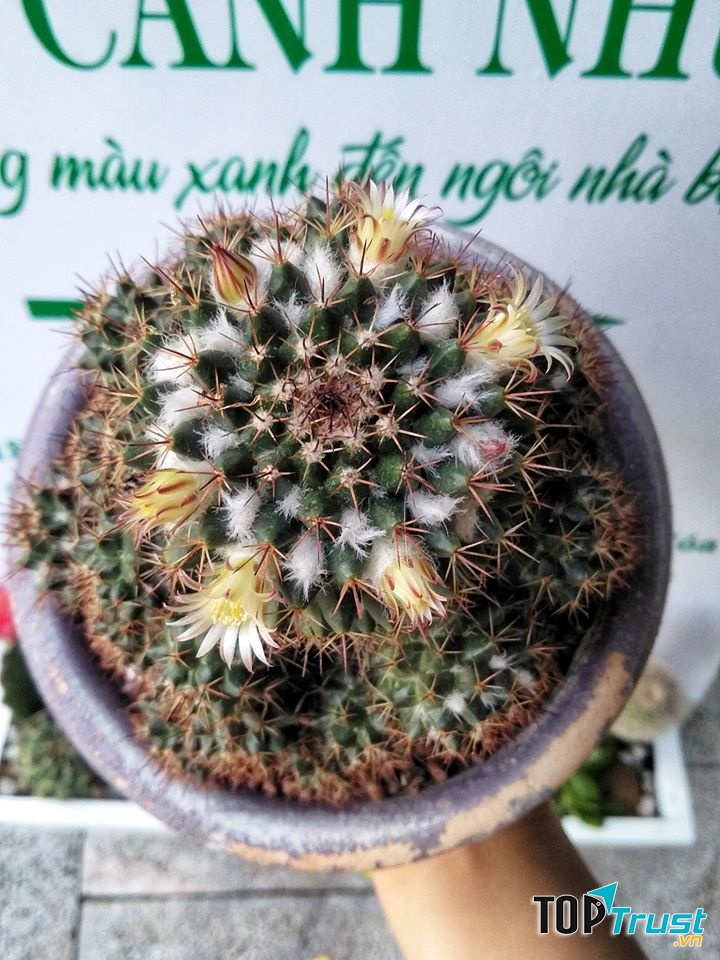 Cây Cảnh Như Ý Thanh Hoá