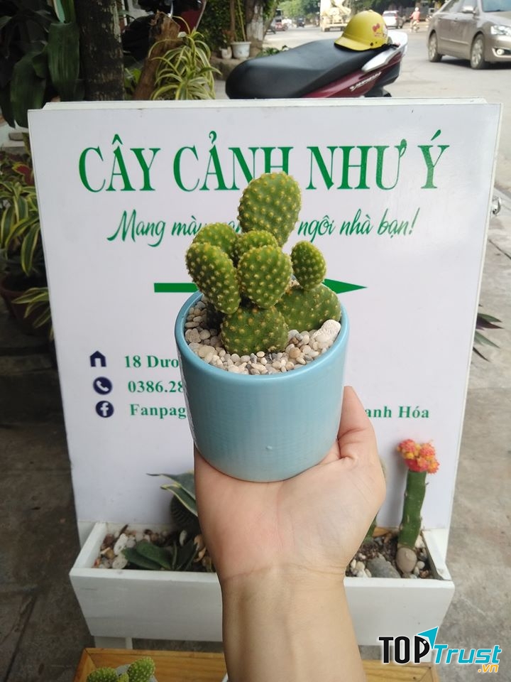 Cây Cảnh Như Ý Thanh Hoá