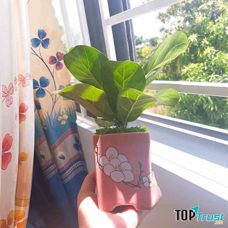 Cây cảnh Sa Đéc Nha Trang