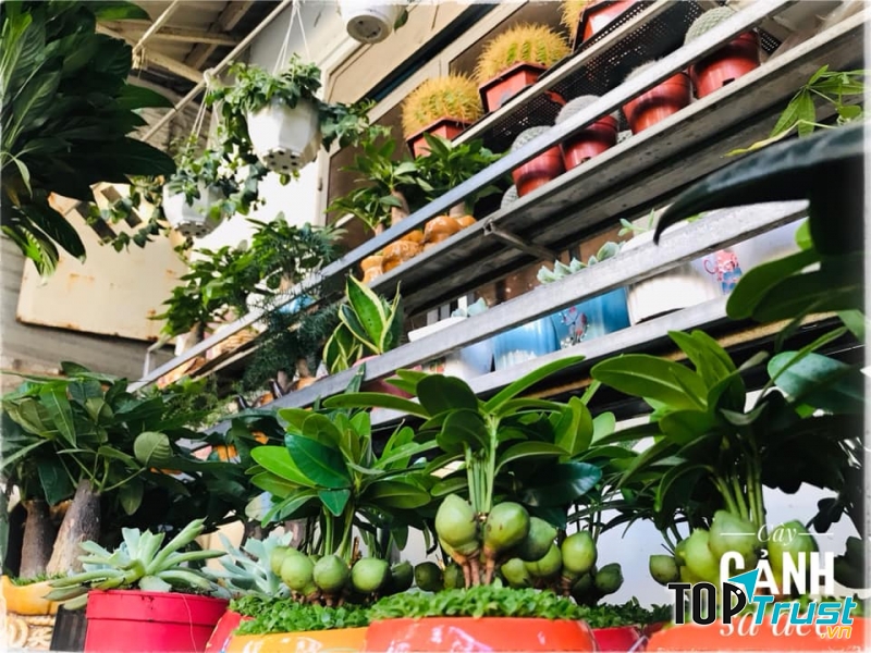 Cây cảnh Sa Đéc Nha Trang