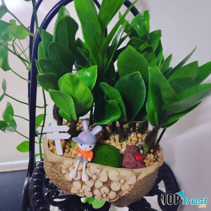 Cây Cảnh Thành Được