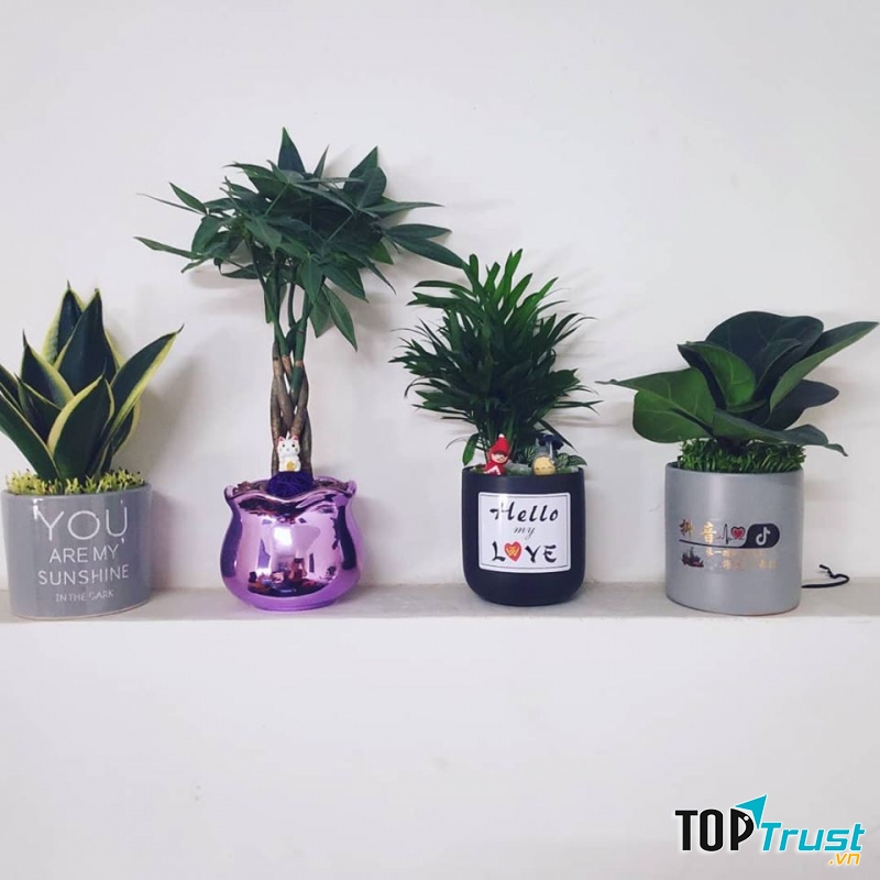 Cây Cảnh Thành Được