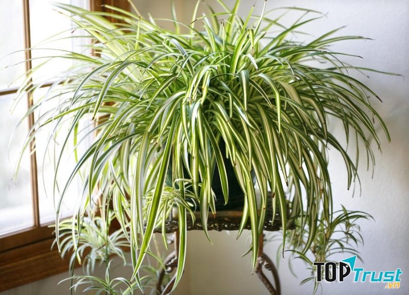 Cây cảnh luôn đẹp lại sự vui vẻ, và thư giãn cho cuộc sống