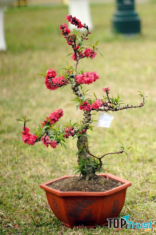Cây đào cảnh