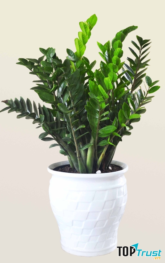 Cây Cảnh Túy Hiền