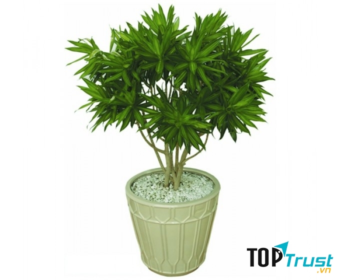 Cây Cảnh Túy Hiền