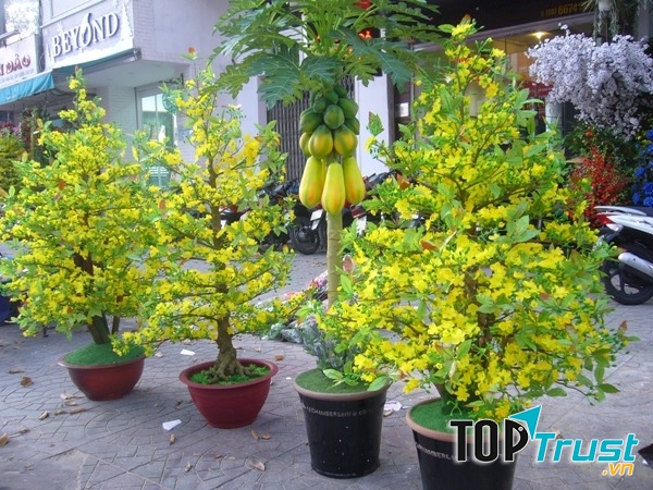 Mỗi loại hoa, loại cây cảnh đều có ý nghĩa khác nhau